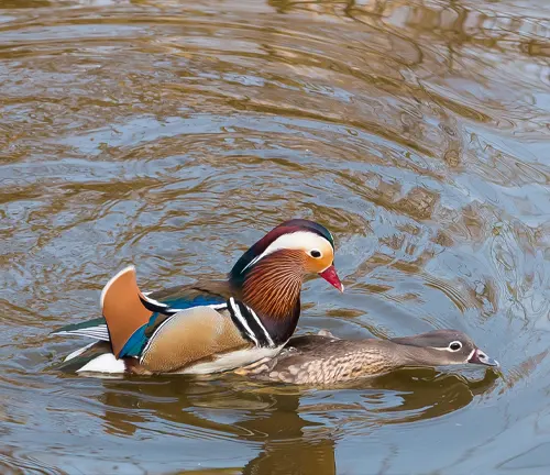 Reproduction of a Mandarin Duck, a colorful bird with vibrant plumage and intricate patterns.