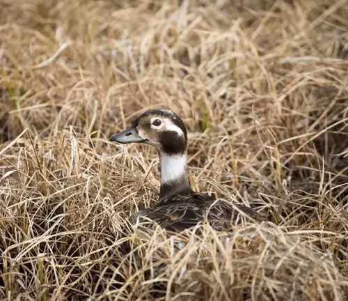 "Long-tailed Duck nesting in a grassy area near water, surrounded by reeds and twigs."