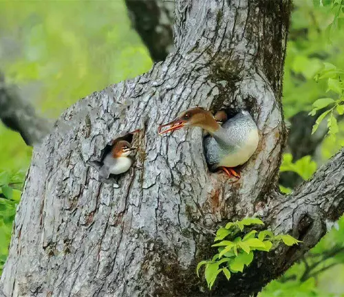 Two Common Merganser ducks perched in a tree hollow, exhibiting breeding behavior.