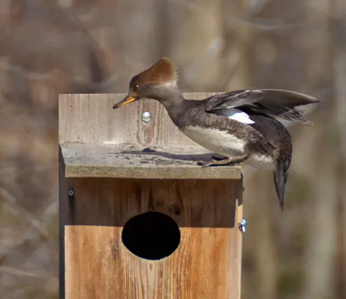 A Hooded Merganser Duck perched on a birdhouse, showcasing its unique nesting habits