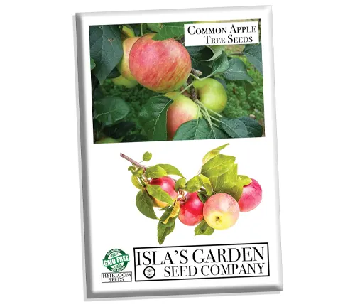 Packet of 'Common Apple Tree Seeds' from Isla's Garden Seed Company, featuring images of ripe apples on the tree and the Non-GMO Project verification mark.
