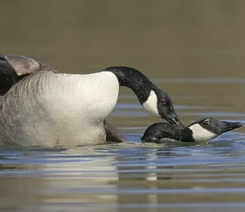 Two Canada geese gracefully swim in the water, showcasing their mating habits.