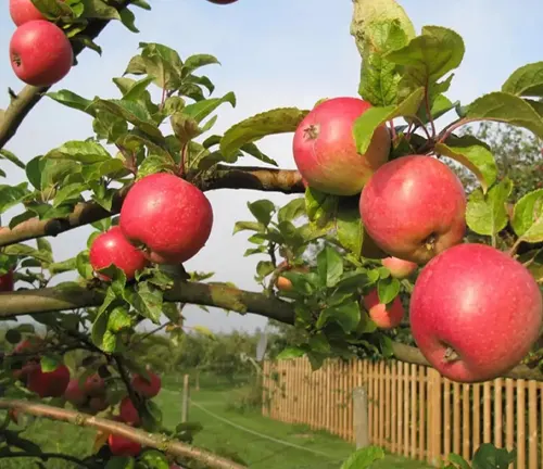 Bright red apples on the branches of an apple tree, with a wooden fence and lush greenery in the background.