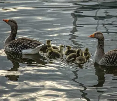 A Greylag Goose family swimming in the water.
