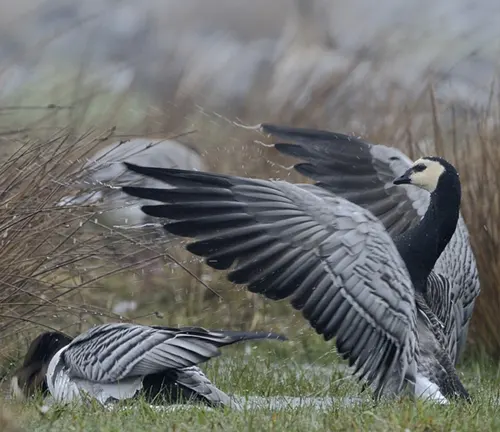 Two geese performing mating rituals, standing in grass with wings spread, displaying courtship behavior.