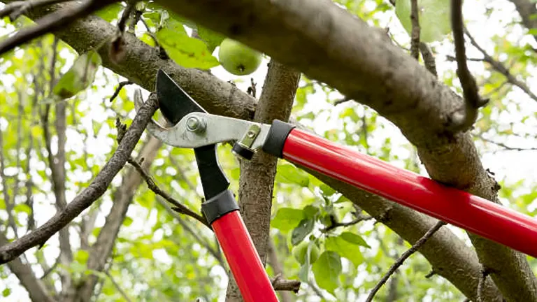 Garden shears with red handles pruning a branch from a tree, indicating maintenance or gardening work.