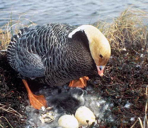 A female Emperor Goose sitting on a nest, surrounded by grass and rocks.