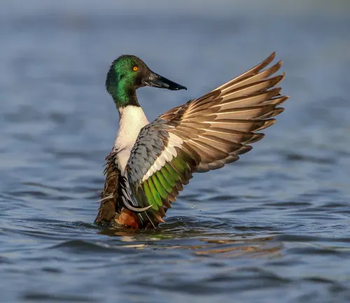 "Northern Shoveler displaying courtship behavior, with its distinctive blue bill and raised wings."


