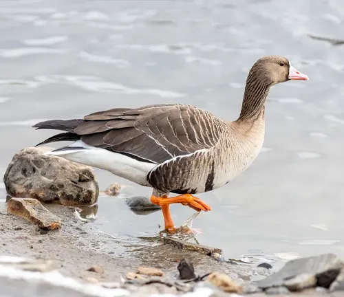 A "Greater White-fronted Goose" walks along the water's edge, displaying its feeding behavior.
