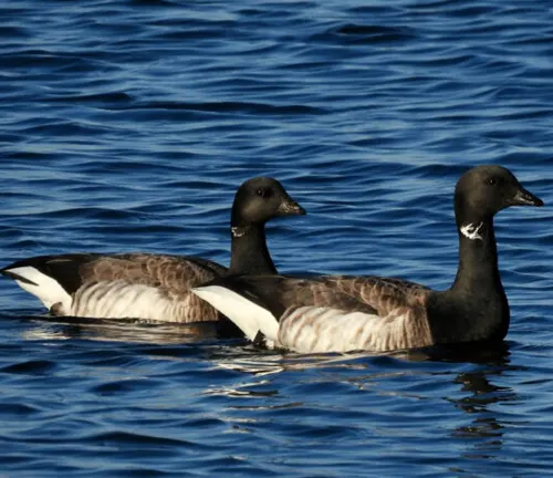 Brant Geese, part of the Life Cycle, swimming together in the water.
