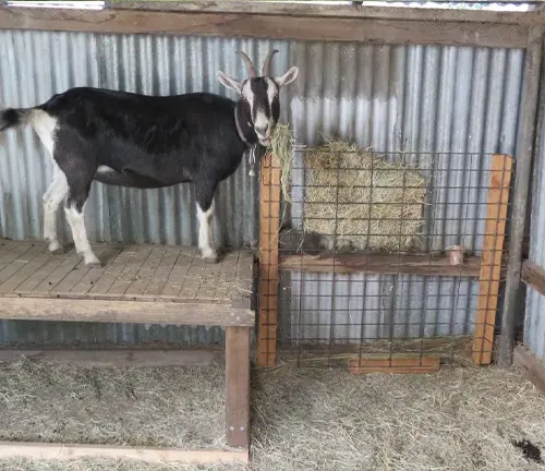 A Toggenburg goat on a wooden platform in a barn at Shelter "Toggenburg Goat".