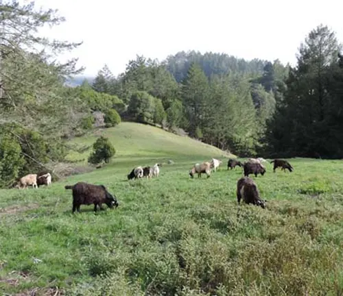 A herd of Kiko goats grazing on a grassy hillside, showcasing their low maintenance nature.
