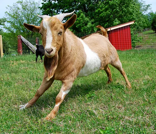 A Fainting Goat running in grass.