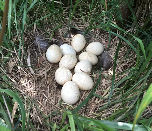 Eggs nestled in grass, built by Eastern Wild Turkey.
