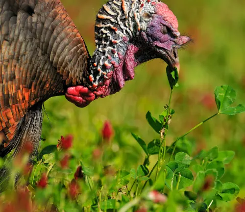 A wild Osceola turkey enjoying a meal of grass in a field.