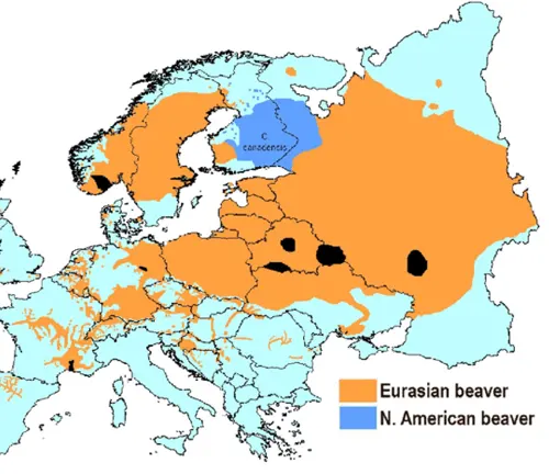 Distribution map of Eurasian Beaver populations in Europe.