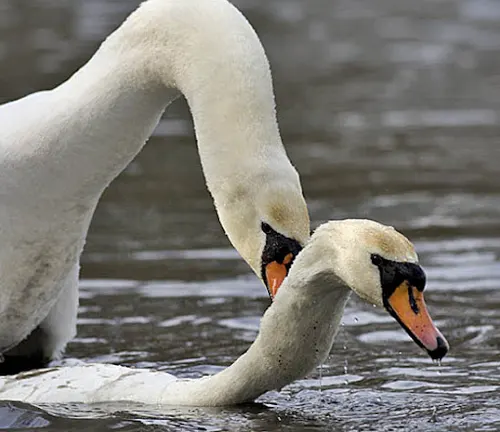 Breeding Season Mute Swan: A graceful white swan with orange beak and black knob. Swimming on calm water with reflection.