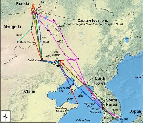 Map displaying Asian rail network route with migration paths of whooper swans.