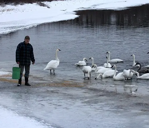 A man feeding swans on ice, showcasing human encroachment on the habitat of Trumpeter Swans.