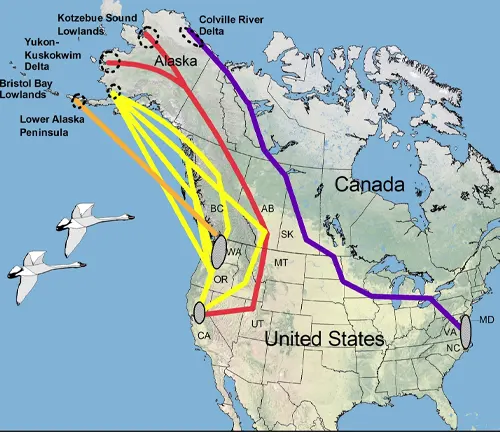 US map with Canadian goose migration route. Migration Patterns: Tundra Swan.