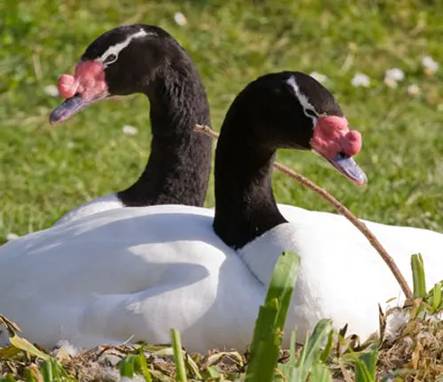 Reproduction of a Black-necked Swan.