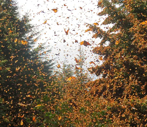 A swarm of Monarch butterflies gracefully fluttering in the air at an overwintering site.