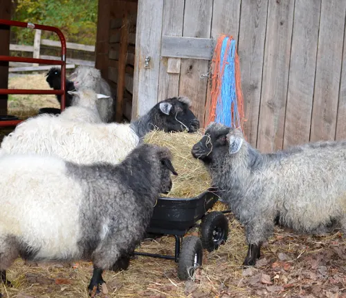 group of Angora goats with long, curly fur feeding on hay from a black wheelbarrow