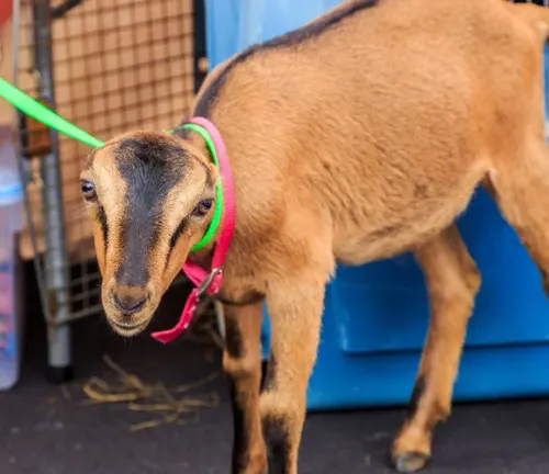A La Mancha goat with a colorful leash, showcasing companionship