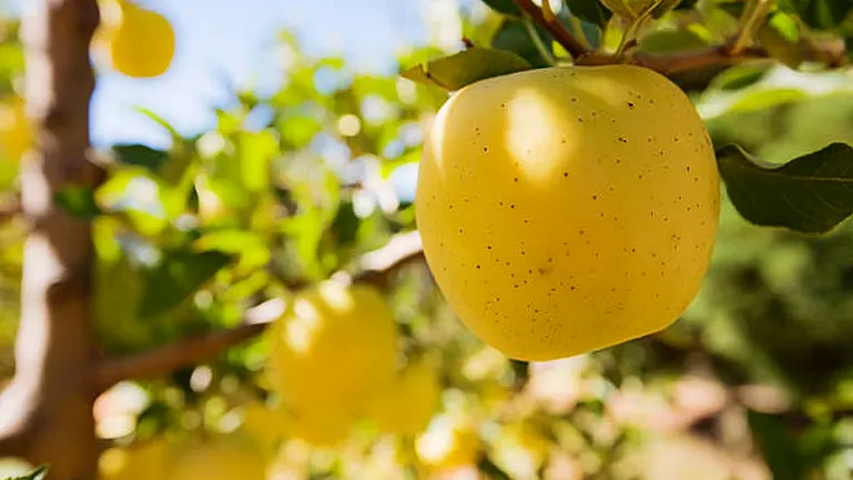 A ripe Golden Delicious apple hanging from a tree branch