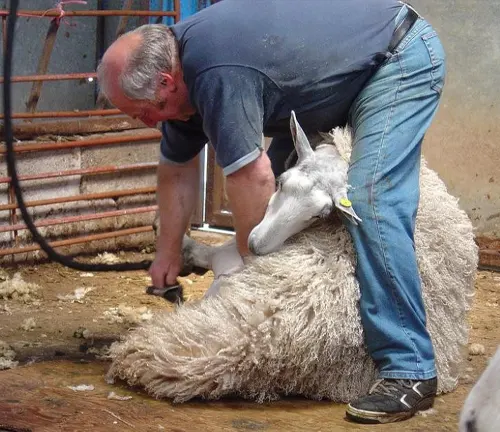A man shearing a sheep for wool production.