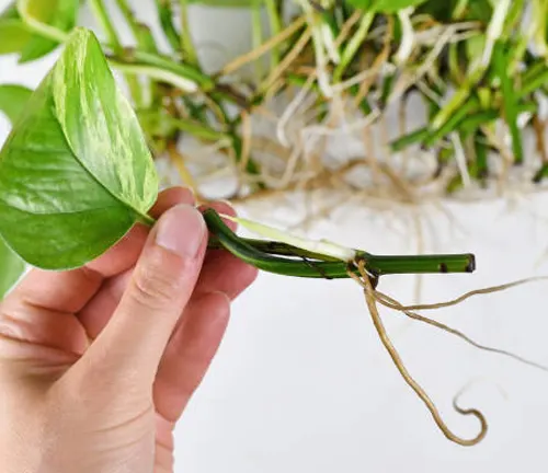 A hand holding a pothos cutting with new roots, with more plants in the background.
