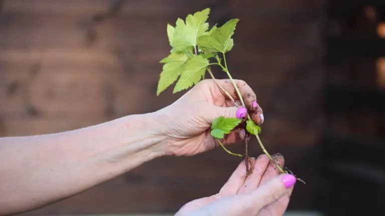 Hands holding a young grapevine cutting with fresh green leaves and roots, indicating successful propagation