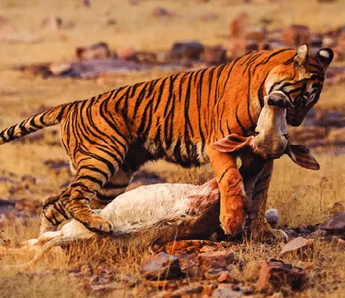 A Bengal tiger fiercely battles a deer in the wild, showcasing the raw power of carnivorous predators.
