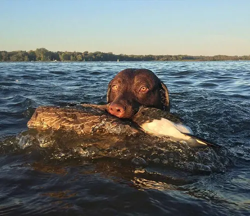 Chesapeake Bay Retrievers Dog