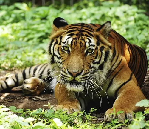A tiger resting in the grass, its eyes closed, showcasing the hunting technique of the "Indochinese Tiger".