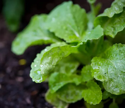 Lush green lettuce leaves with water droplets on the surface, growing in dark, fertile soil.
