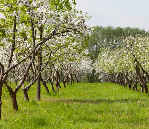 An orchard in full bloom with rows of apple trees covered in white blossoms, with a lush green grass pathway.