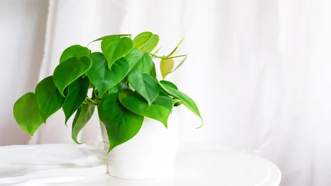Philodendron (Philodendron spp.)