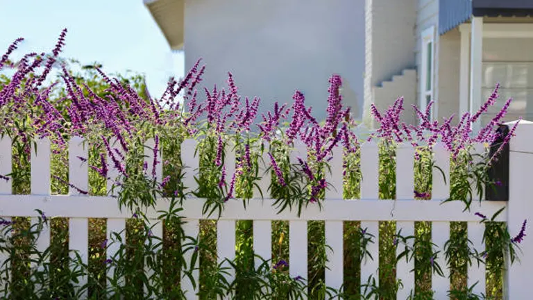 Purple Mexican sage flowers blooming over a white picket fence with a house in the background under a clear blue sky.