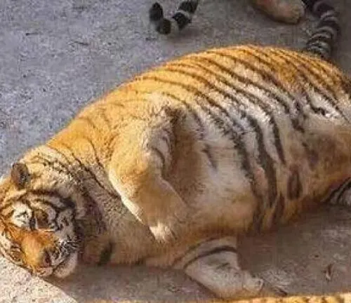 A South China Tiger, lying on its back in a zoo. Poaching poses a threat to this endangered species.