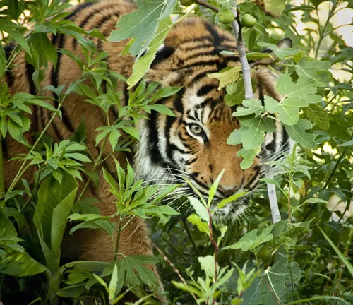 A stealthy Sumatran tiger concealed amidst plants and bushes, showcasing its natural camouflage.