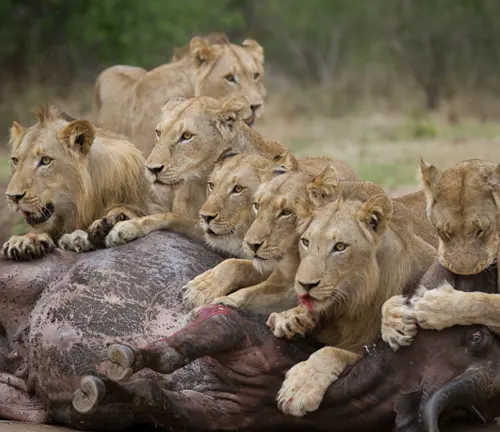 Lions devouring a lifeless buffalo in their natural habitat, showcasing the intense chase and capture of an Asiatic Lion.