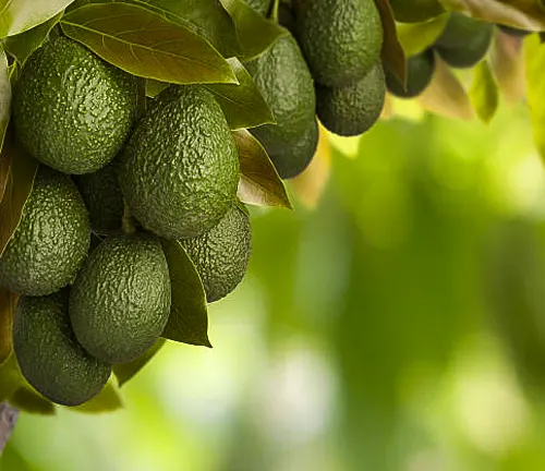 A cluster of green avocados growing densely on a tree, partially shaded by the tree's foliage, with a blurred green background suggesting a lush garden or orchard setting.
