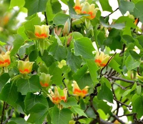 Close-up of bright green tulip poplar leaves with distinctive orange and yellow flowers blooming amongst the foliage.
