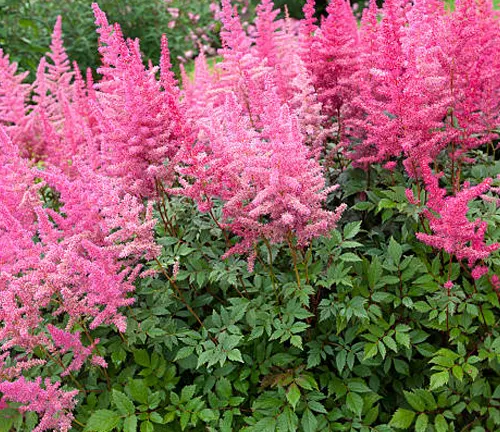 Vibrant pink Astilbe flower plumes in full bloom, contrasted against lush green foliage in a garden setting.