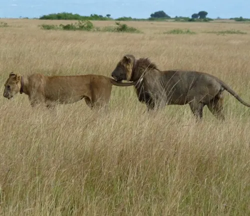 Two lions walking through tall grass in the wild, showcasing the group dynamics of Northeast Congo Lion.