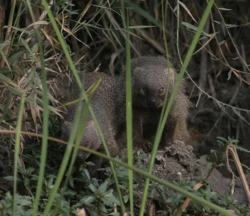 Two small Egyptian mongooses in their preferred habitat.