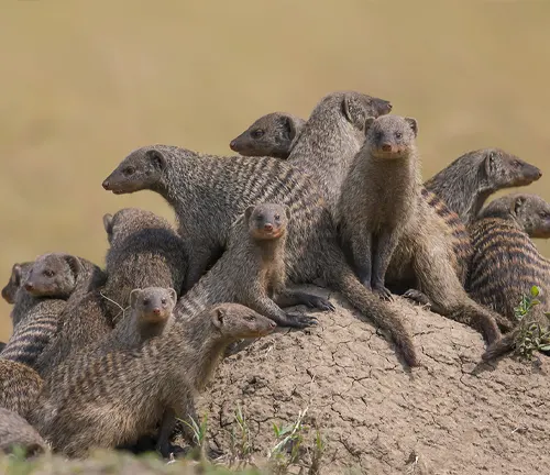 Banded Mongoose: A group of mongoose in their natural habitat, showcasing their reproduction and life cycle."