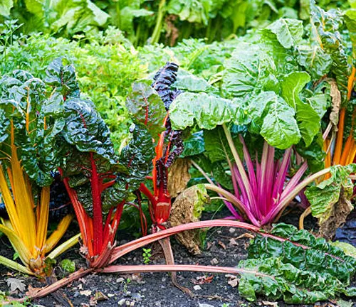 Rainbow chard with vibrant yellow, red, and purple stems growing in rich soil.
