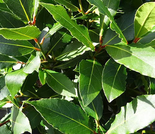 Dense bay laurel leaves with a deep green color and prominent veins.